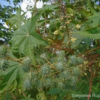 Ricinus communis L.